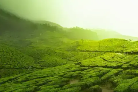 Munnar Tea Gardens Tour