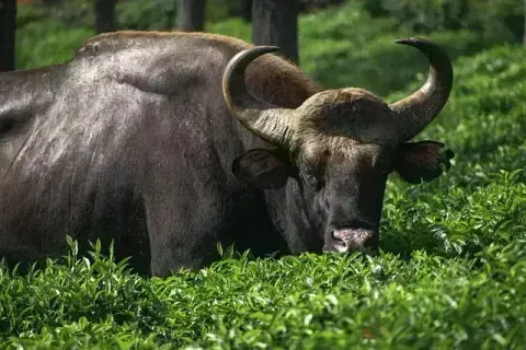 Ooty Hill Station Tour